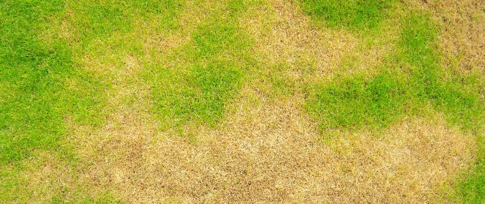 Brown patch disease spreading across a lawn in Austin, TX.