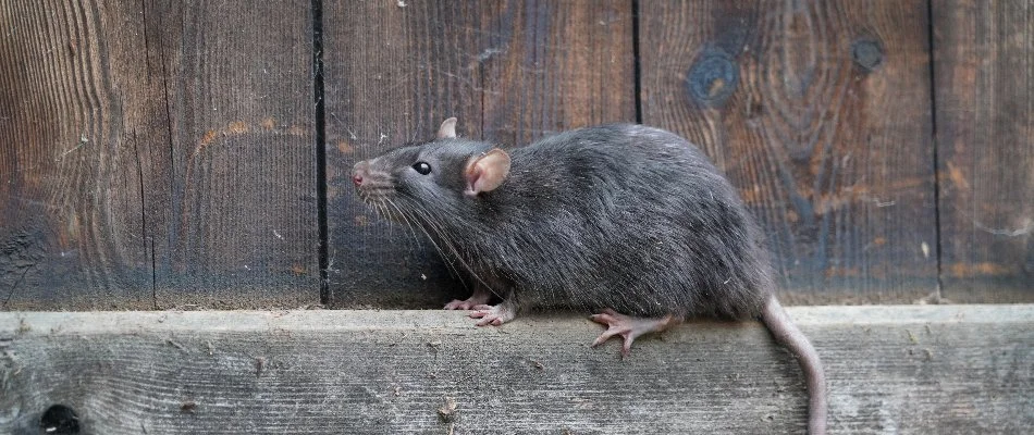 Brown rat on a ledge in Austin, TX.