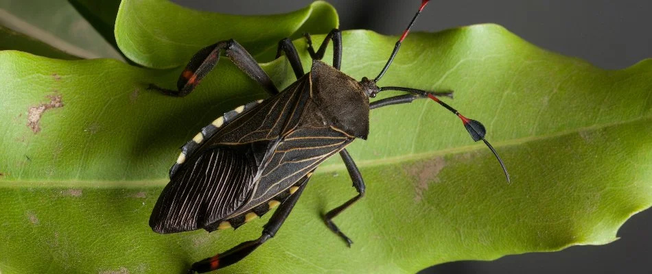 Chinch bug on a leaf in Austin, TX.