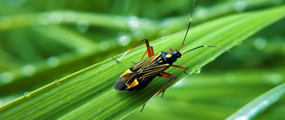 Chinch bug on a blade of grass in Austin, TX.
