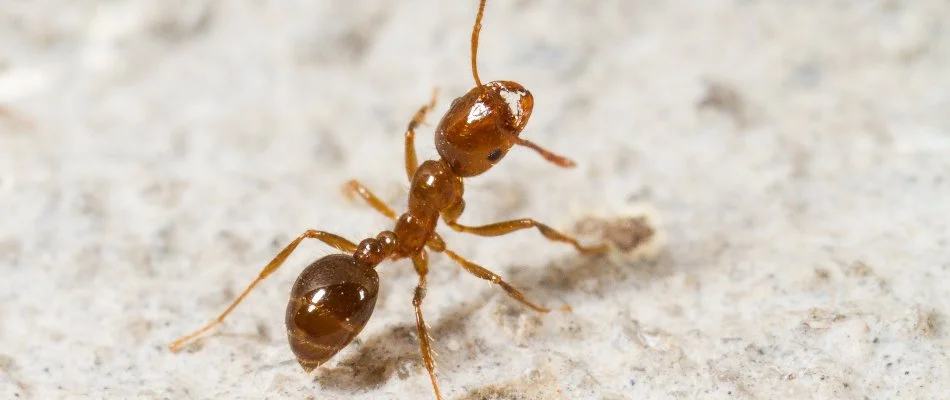 Close up of a fire ant in Austin, TX.