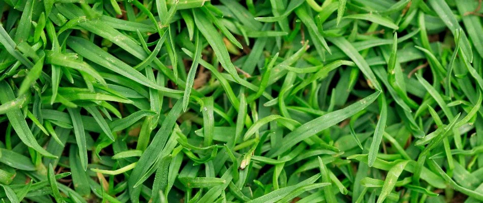 Close-up of healthy Bermuda grass in Austin, TX.