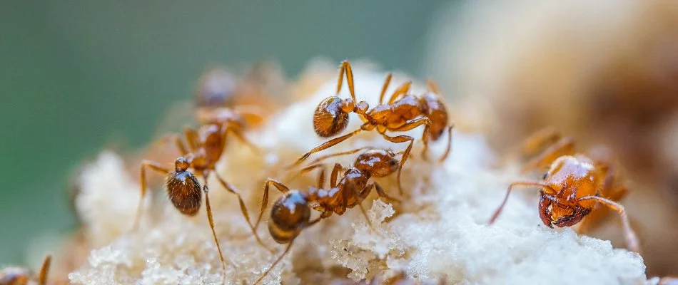 Close up of fire ants in Austin, TX.