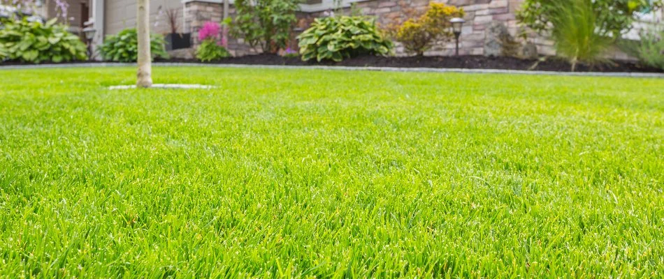 Healthy turf during springtime in Austin, TX.