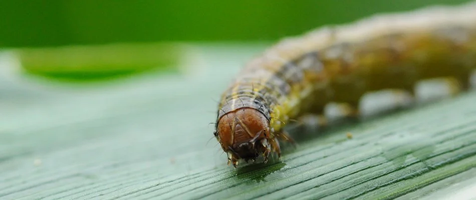 Close up of an armyworm in Austin, TX, on a blade of grass.