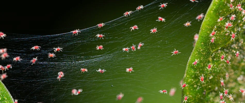 Closeup of spider mites on a plant in Austin, TX.