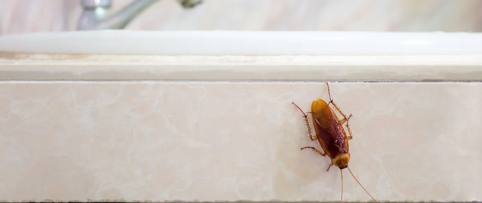 Cockroach on a sink in Austin, TX.