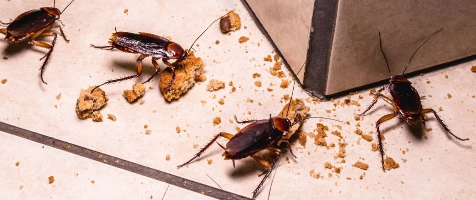 Cockroaches eating food crumbs in Austin, TX.