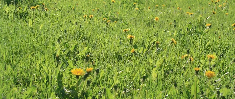 Dandelions spread across a lawn in Austin, TX.