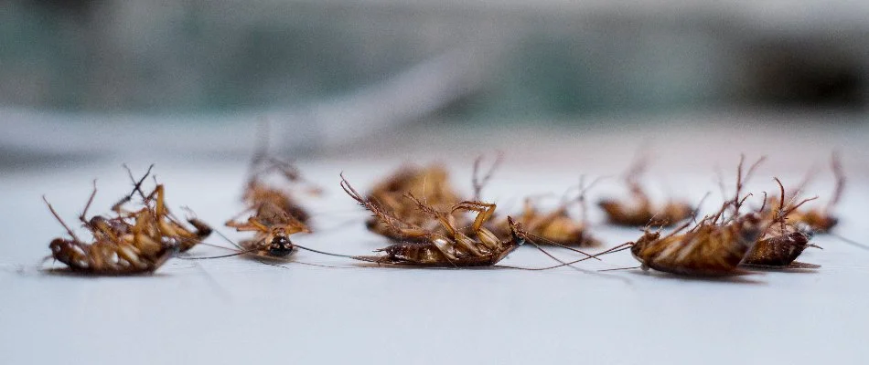 Dead cockroaches on the floor in Austin, TX.