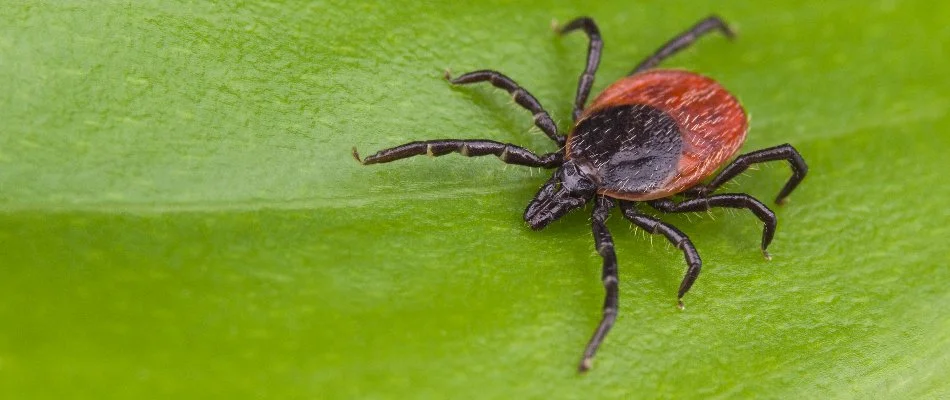 Deer tick on a leaf in Austin, TX.