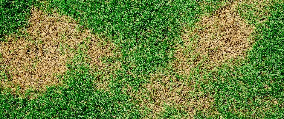 Grass in Austin, TX, with discolored patches.