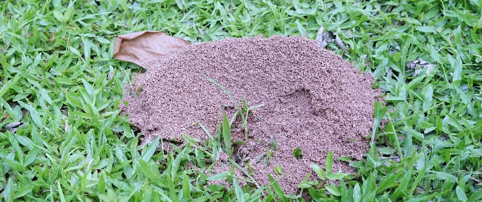 Fire ant mound on grass in Austin, TX.
