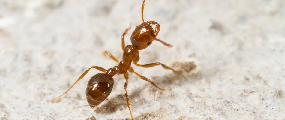 Fire ant on the ground in Austin, TX.