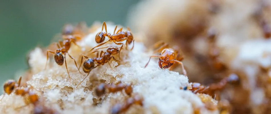 Some fire ants and the queen ant in Austin, TX.