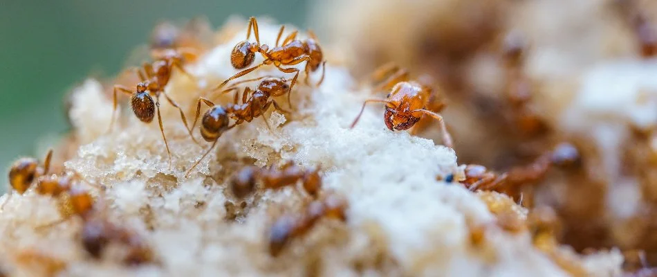 Fire ants with queen ant on their mound in Austin, TX.