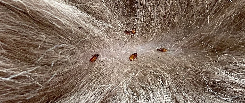Fleas in Austin, TX, on dog fur.