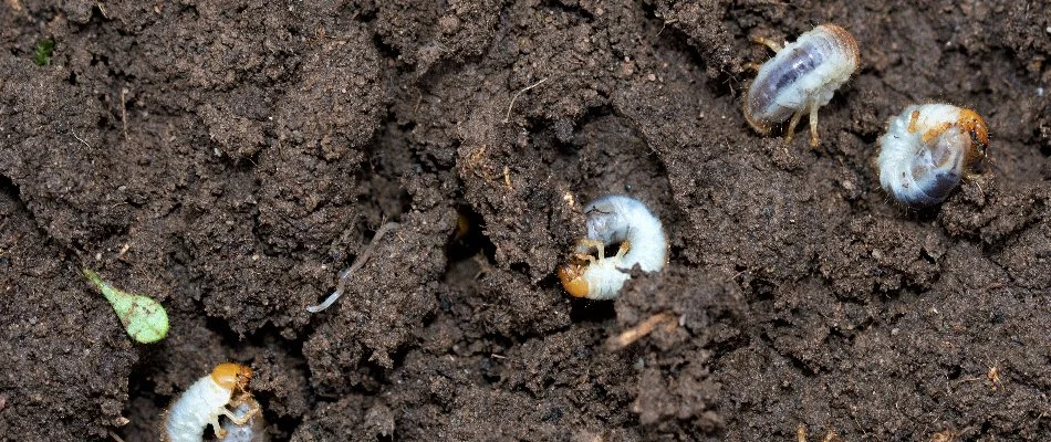 Four white grubs on the soil in Austin, TX.