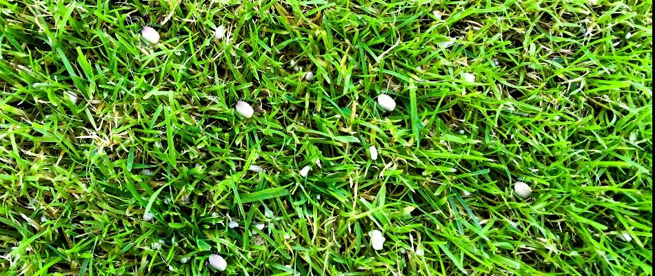 Granular fertilizer on a lawn in Austin, TX.