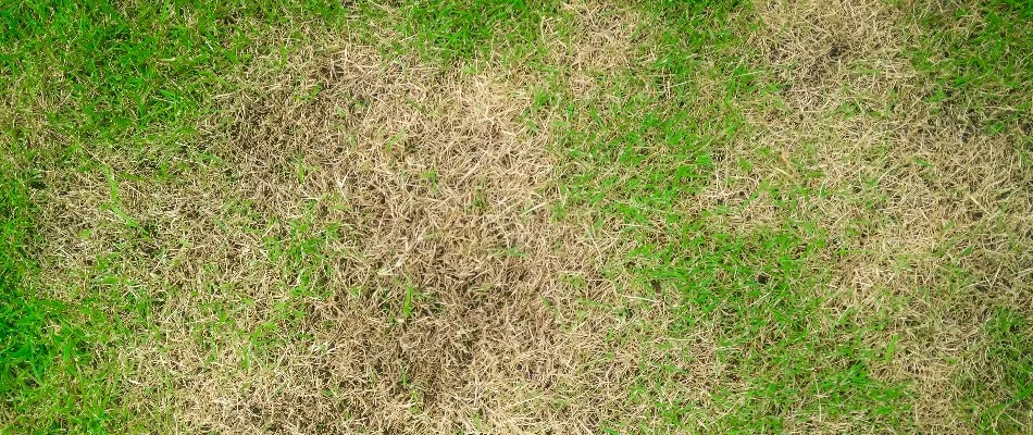 Grass in Austin, TX, with brown areas.