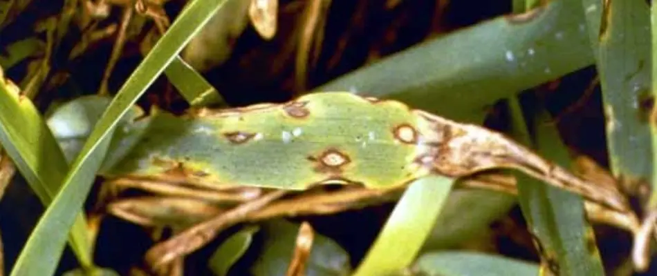 Gray leaf spot disease on lawn in Austin, TX.