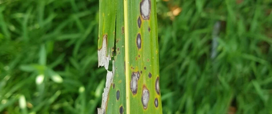 Grass blade in Austin, TX, with gray leaf spot disease.