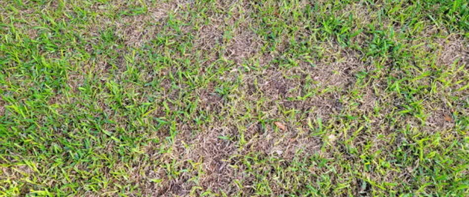 Patch of gray leaf spot on a lawn in Austin, TX.