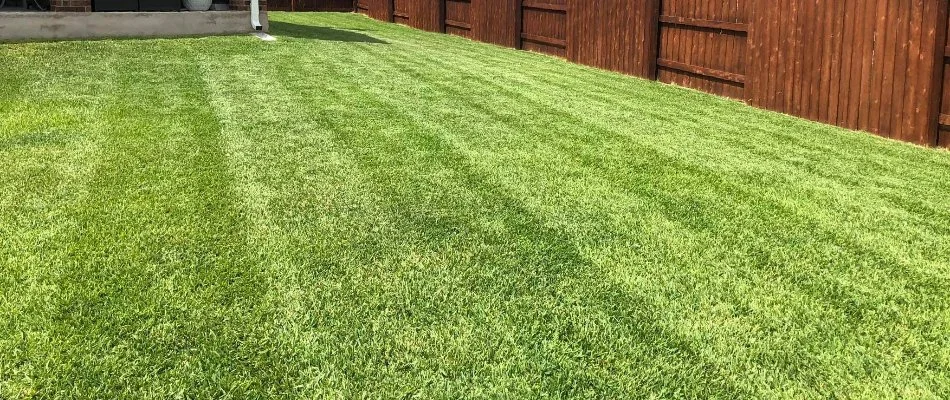 Green grass and wood fence in Austin, TX.