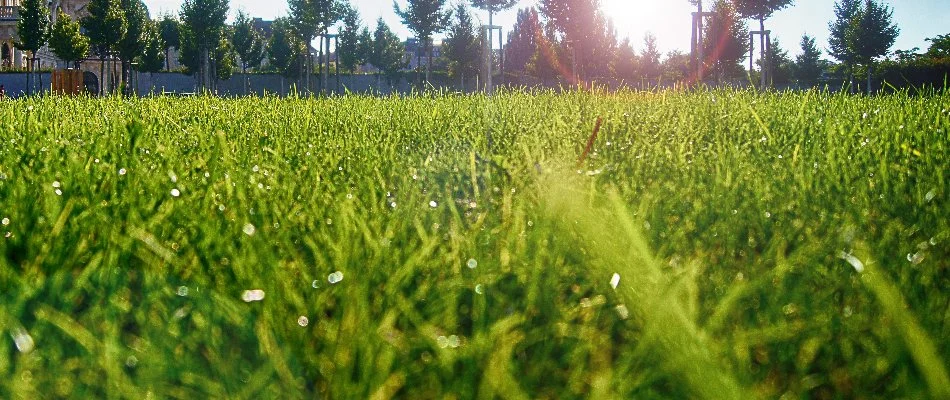 Green grass blades in Austin, TX.