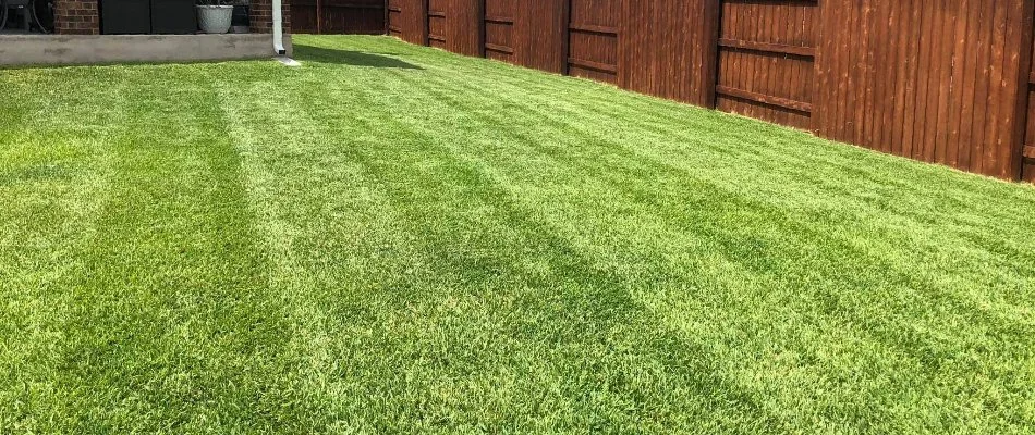 Green, manicured lawn in a fenced backyard in Austin, TX.