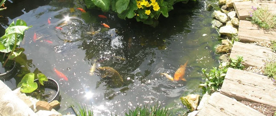 Water feature in Austin, TX, with koi fish.