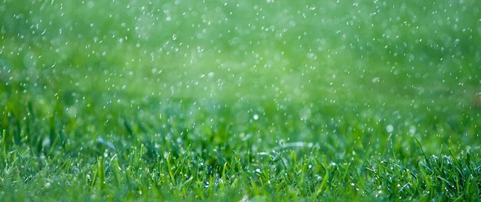 Lawn in heavy rain in Austin, TX.