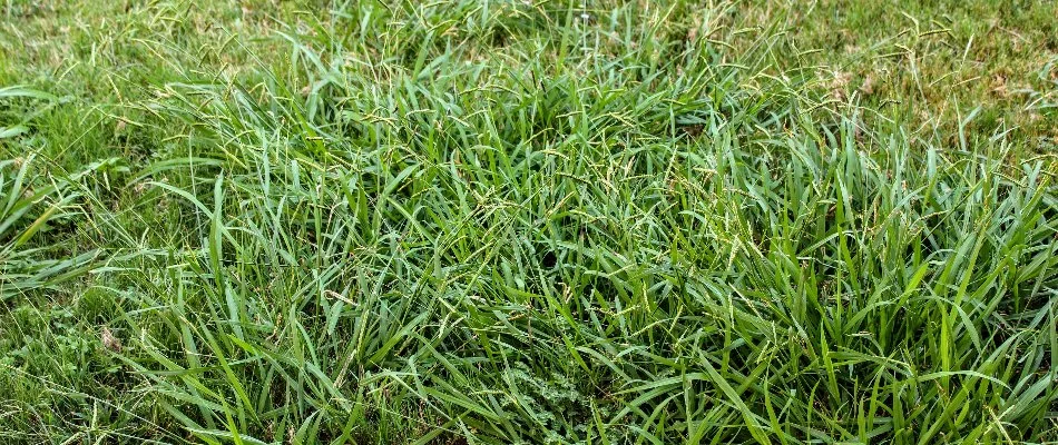 Lawn in Austin, TX, infested with crabgrass weeds.