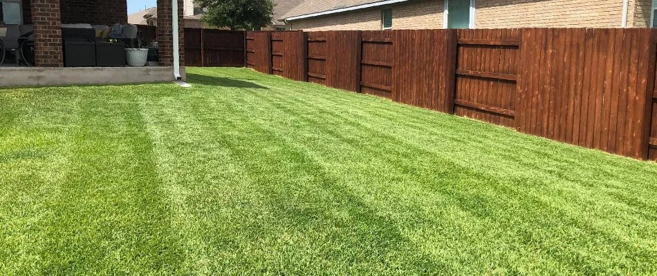 Lawn in Austin, TX, surrounded by a fence.
