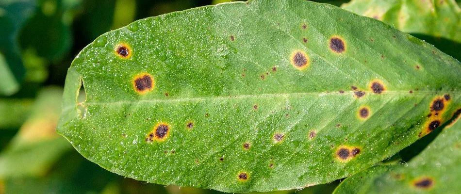 Leaf spot disease on a shrub leaf in Austin, TX.