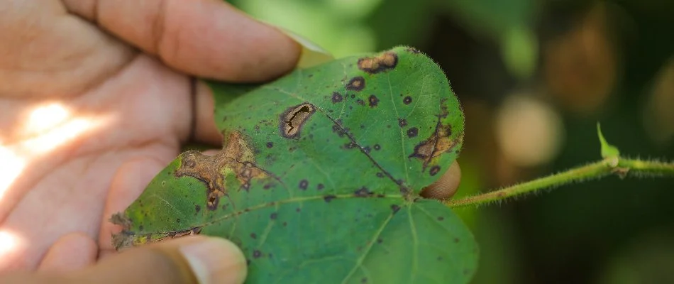 Leaf in Austin, TX, with black spot disease.