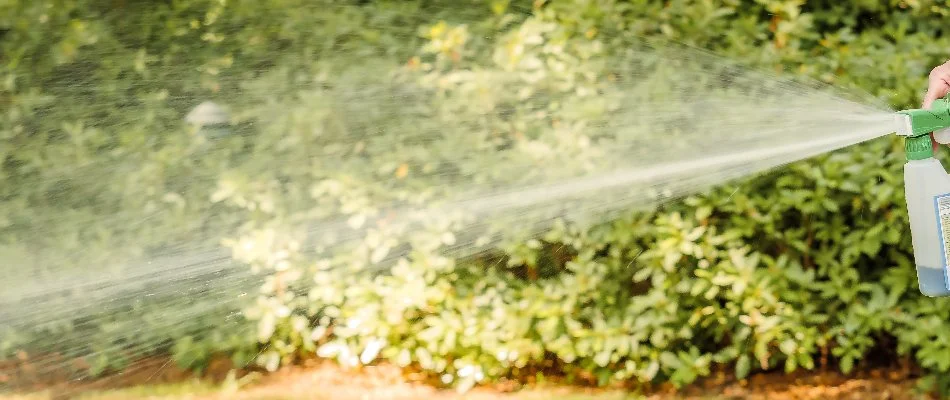 Liquid aeration treatment for a lawn in Austin, TX.