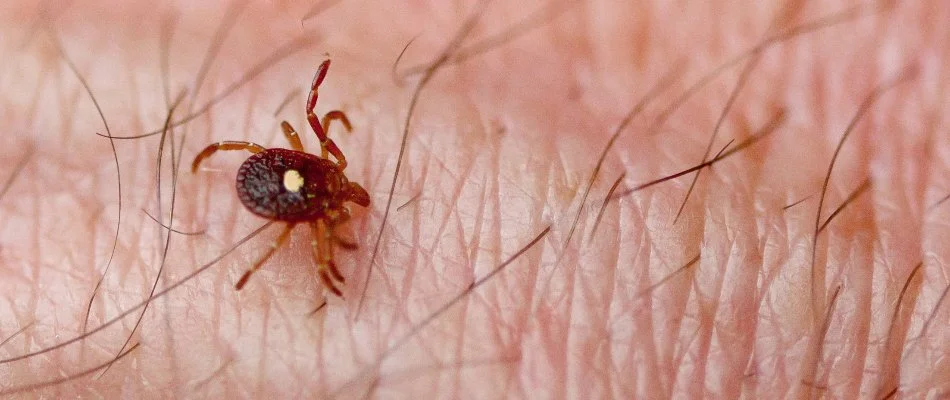 Lone star tick on bare skin in Austin, TX.