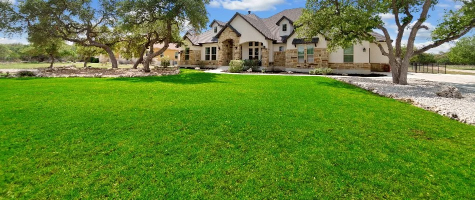 Lush green grass and tall trees in Austin, TX.