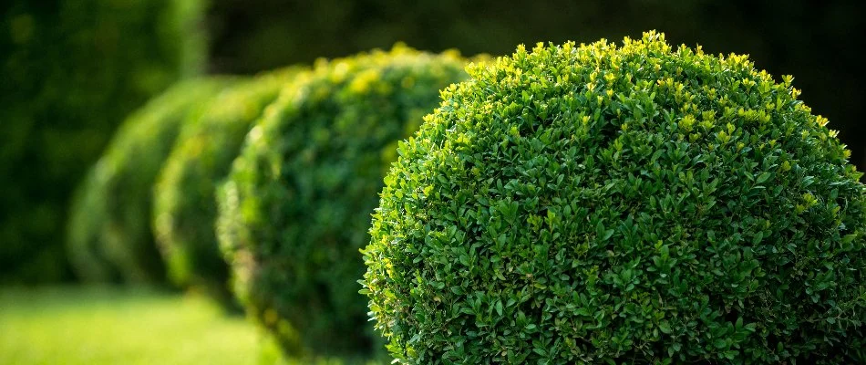 Lush, green round shrubs in Austin, TX.