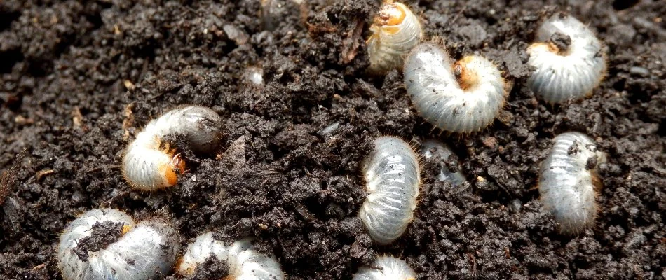 Many white grubs in soil in Austin, TX.