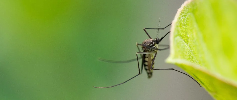 Mosquito in Austin, TX, standing on a leaf.