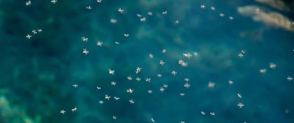 Mosquitoes flying outside in Austin, TX.