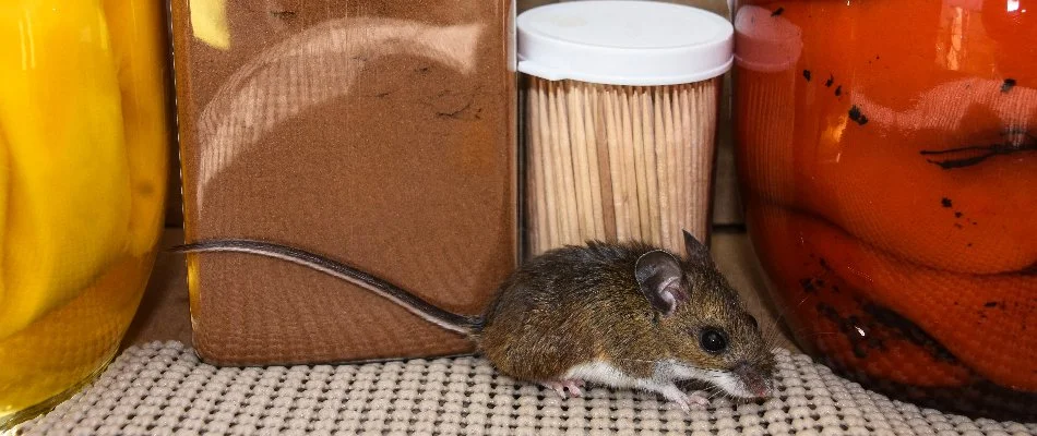 Mouse beside jars of food in Austin, TX.