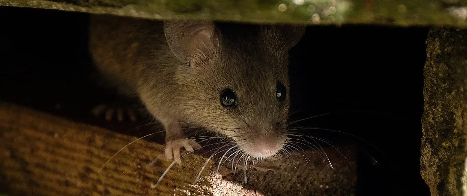 Rodent hiding underneath a structure in Austin, TX.