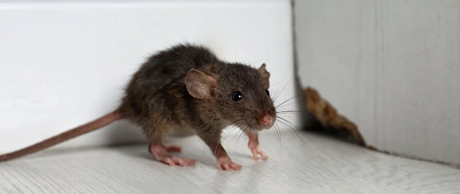 Mouse inside of a home in Austin, TX.