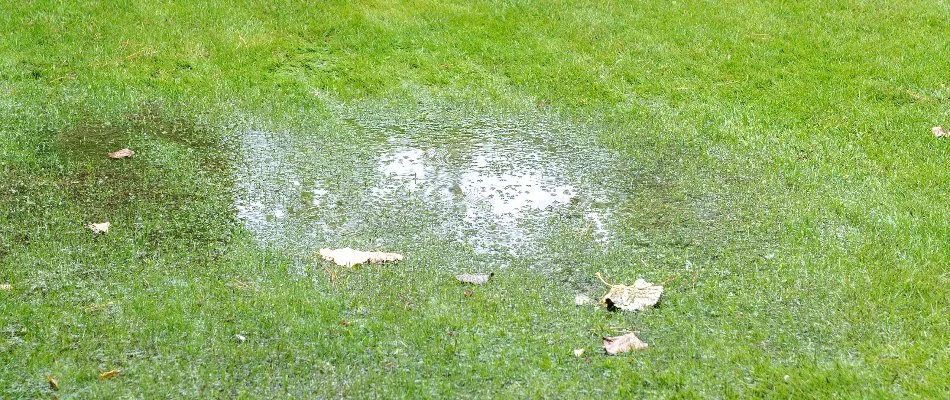 Water pooling on a lawn in Austin, TX.