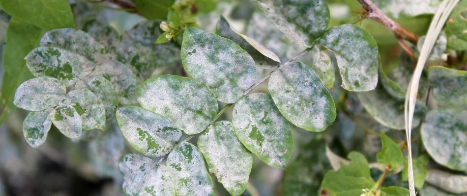 Powdery mildew on leaves in Austin, TX.
