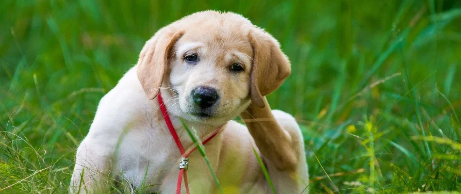 Puppy in Austin, TX, scratching its head.