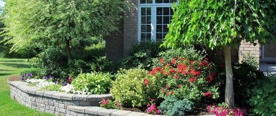 Raised landscape bed in Austin, TX, with trees and shrubs.